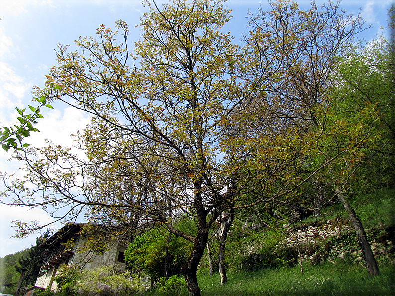 foto Passeggiata Rocca - Zanetti - Corlo